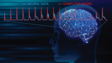 Looking at pictures with electrodes in your head: Confirming animal data and improving computer models