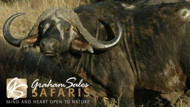 The Thrill of the Hunt: Experiencing the Intensity of Cape Buffalo Hunting