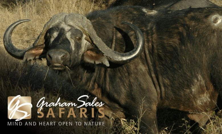 The Thrill of the Hunt: Experiencing the Intensity of Cape Buffalo Hunting